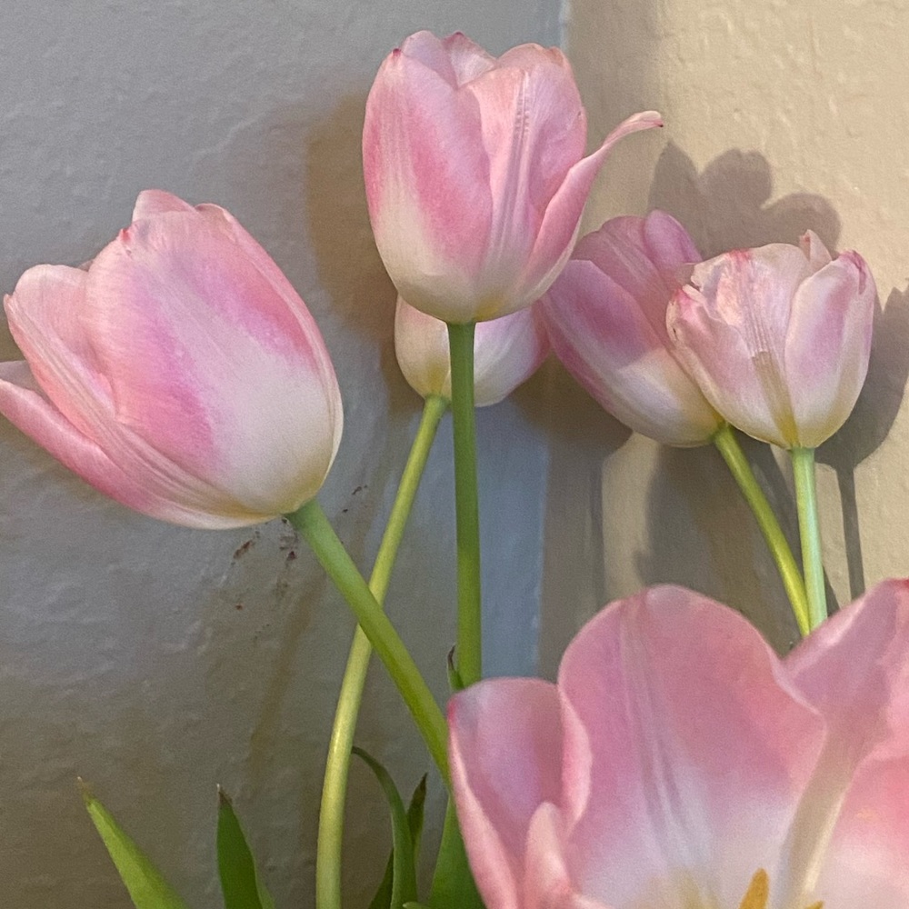 Meet your Posher, Annette